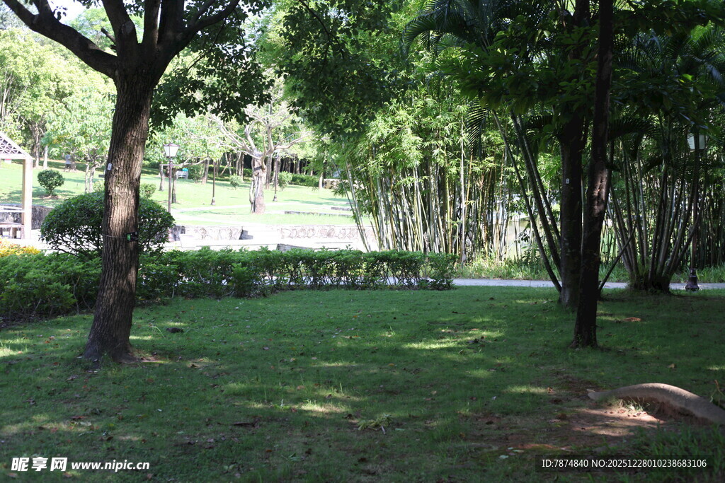 绿意盎然的林间草地