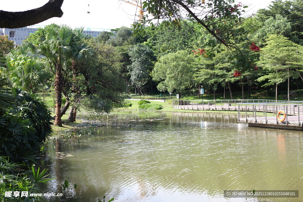 宁静湖畔的自然景致