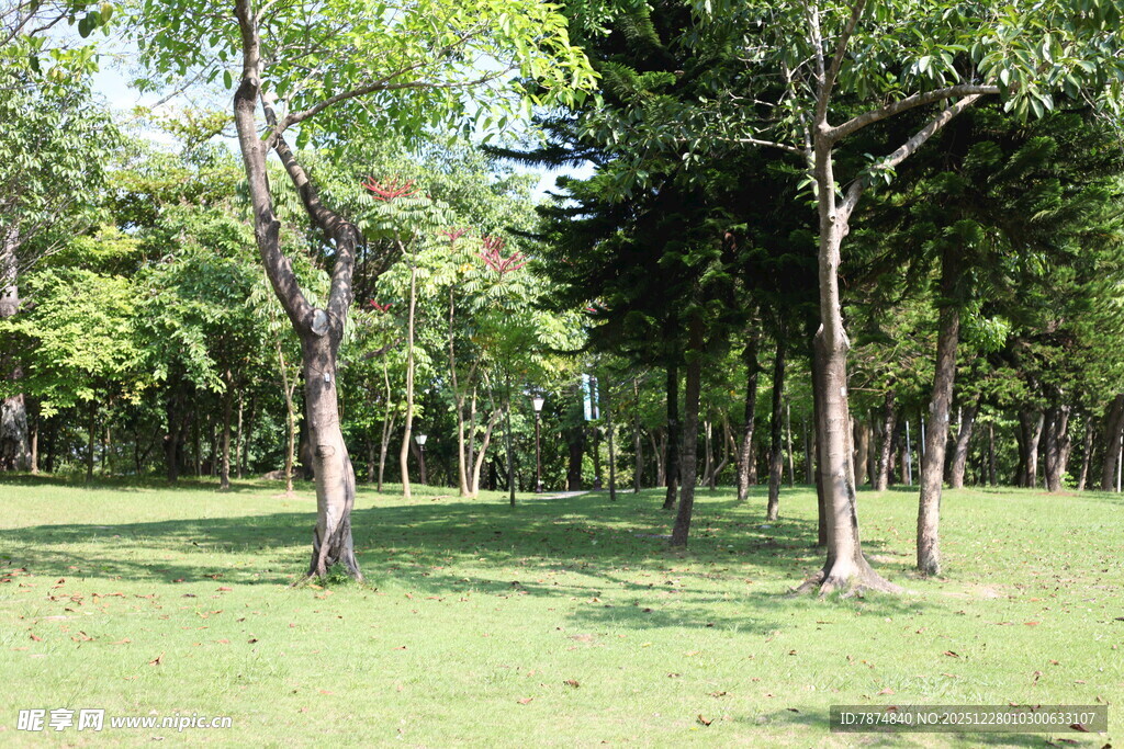 林间草地 静谧美好