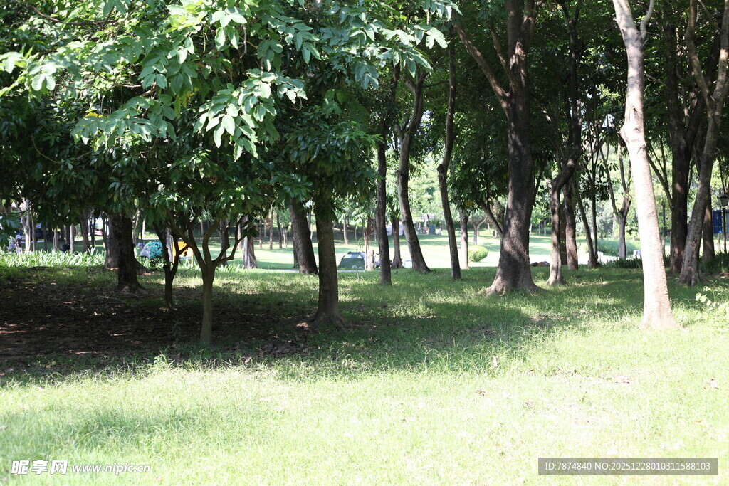 夏日绿荫草地公园景致