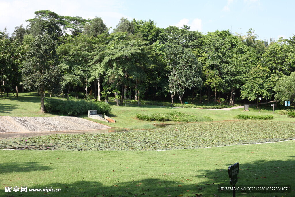 绿意盎然的户外草地景观