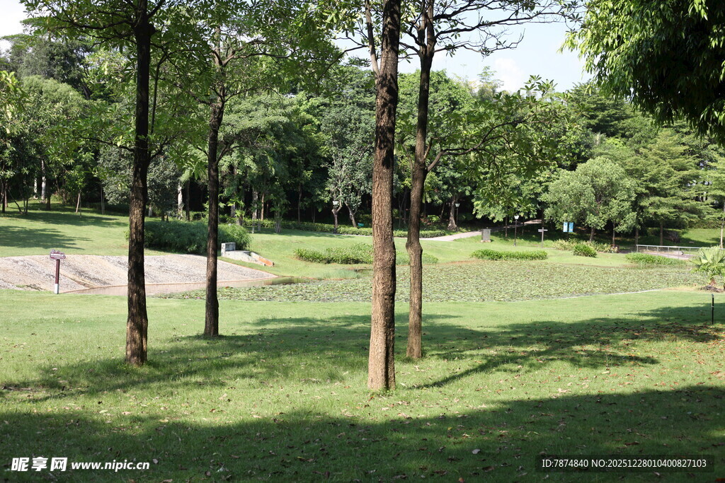 绿意盎然的户外公园场景