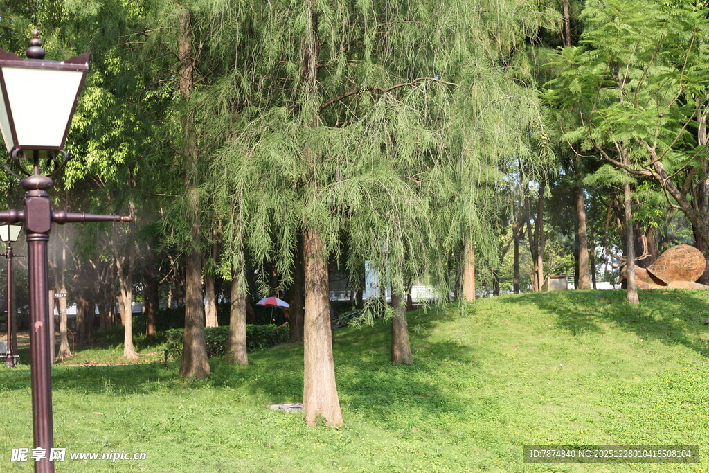 公园绿荫下的静谧景致