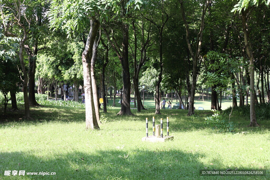 林间草地 静谧自然景致