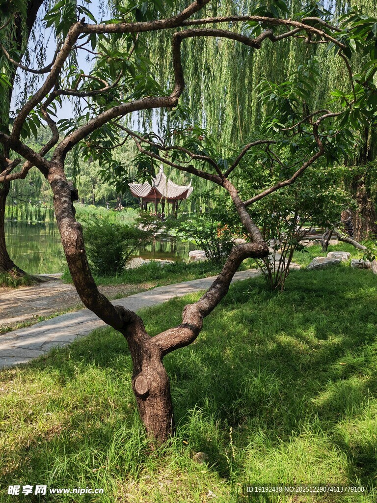 公园风景  