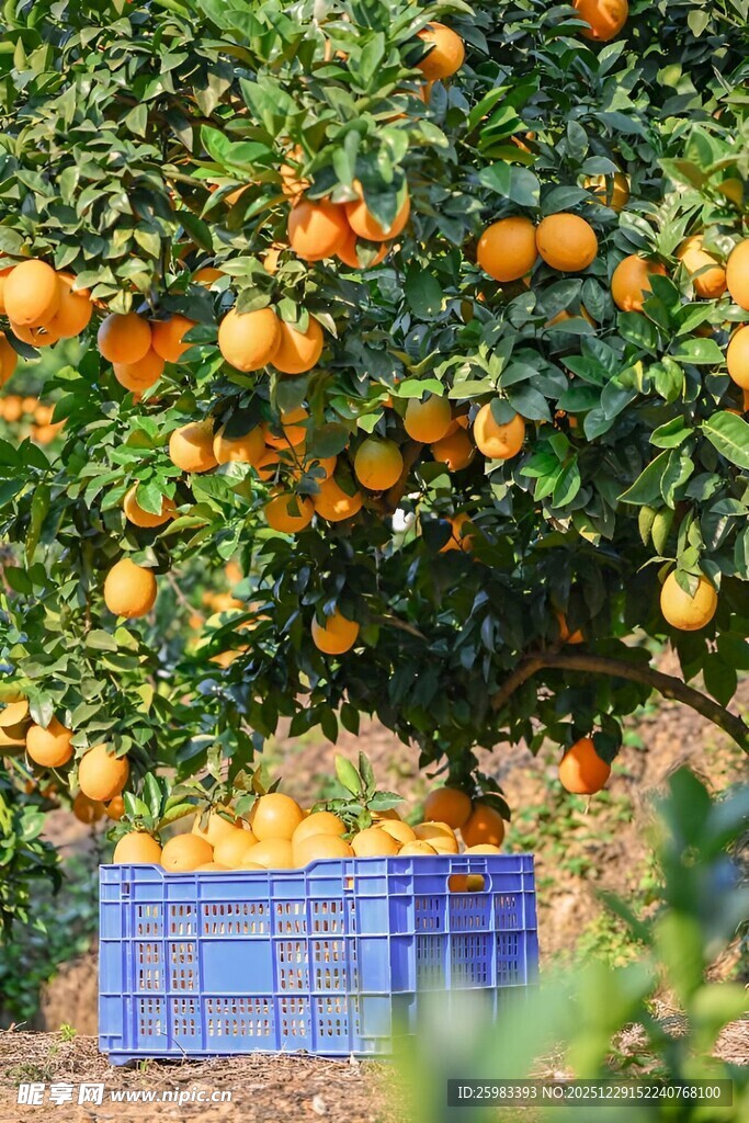 柑橘栽培