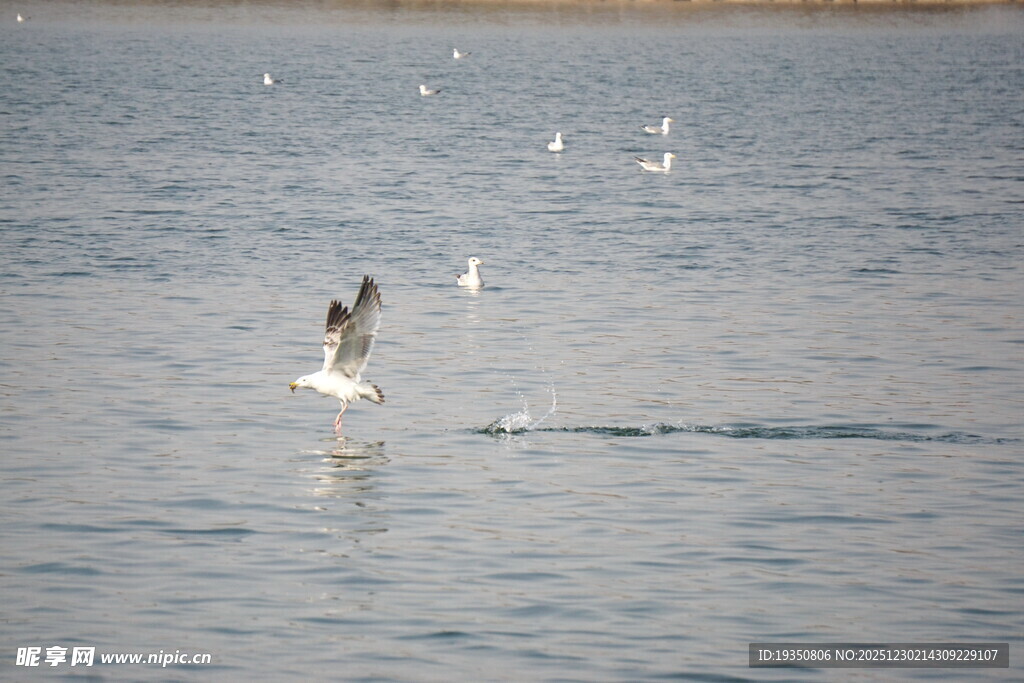 水面上飞翔捕食的鸟儿