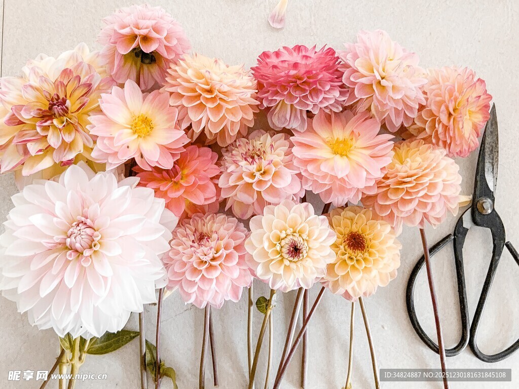 多彩鲜花与园艺剪刀