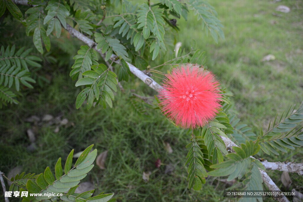 枝头的艳红绒球状花朵