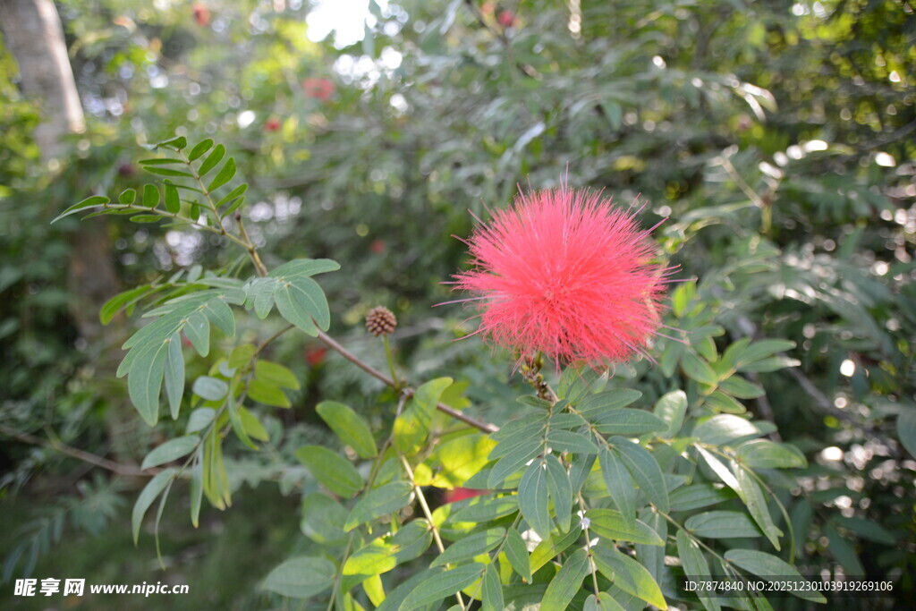 艳丽朱缨花绽放绿叶间