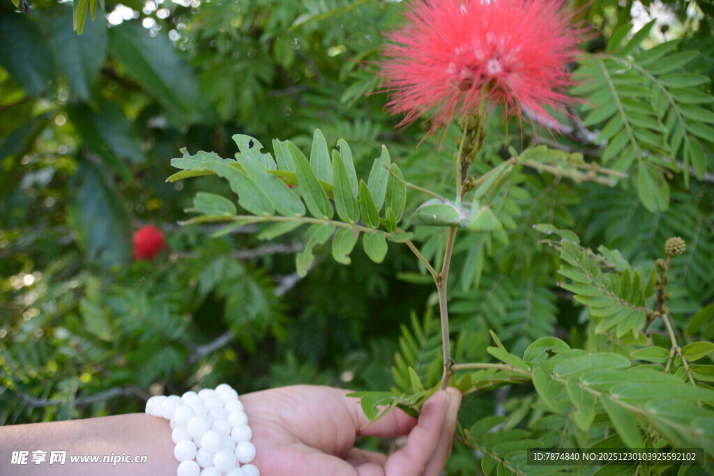 手捧艳丽粉合欢花