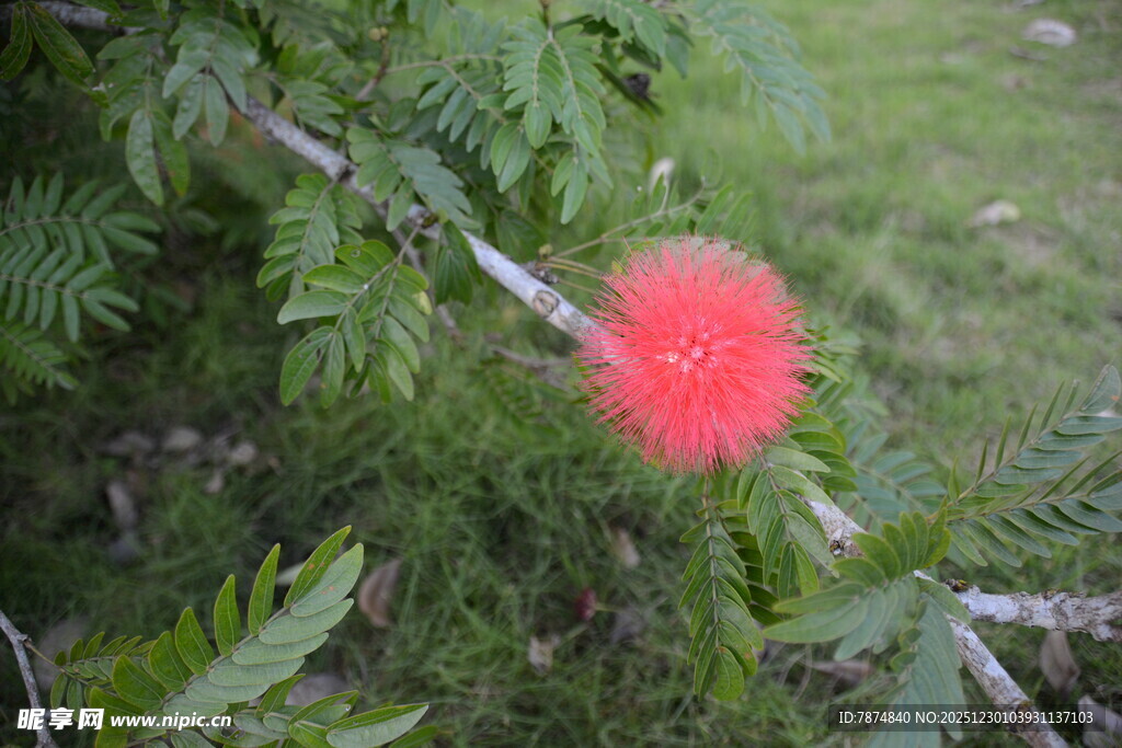 枝头的艳丽红绒球花朵