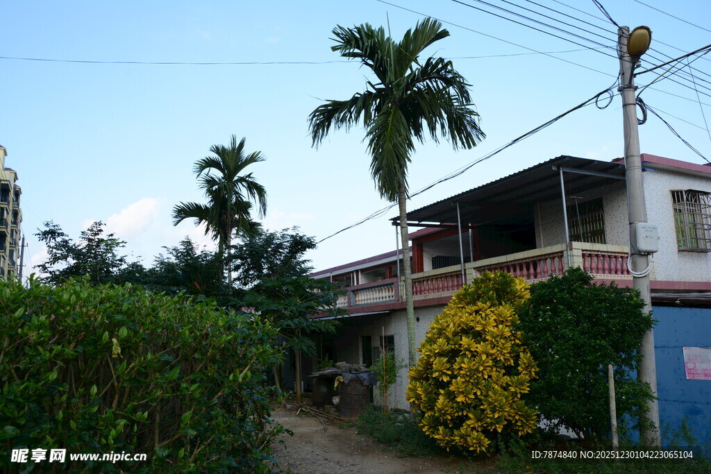 乡村小屋旁的绿植与棕榈树