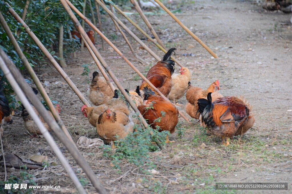 户外散养的一群鸡