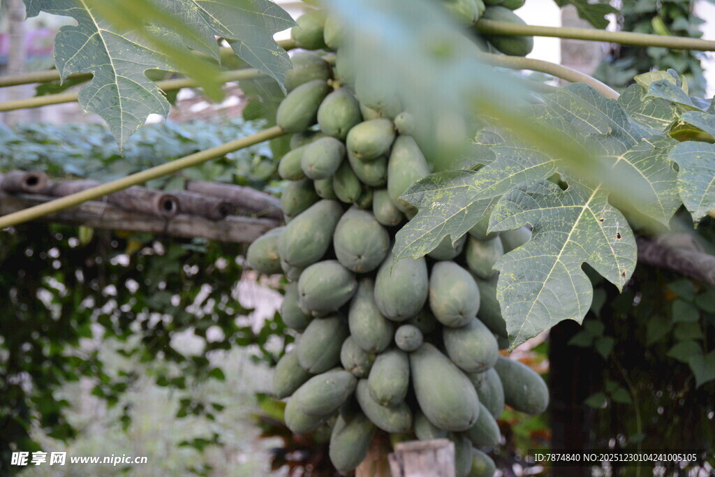 树上的青木瓜果实累累