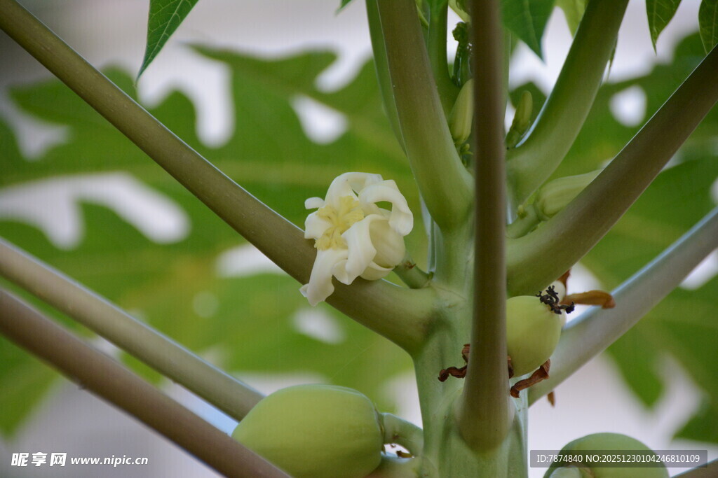 木瓜树的花朵与果实
