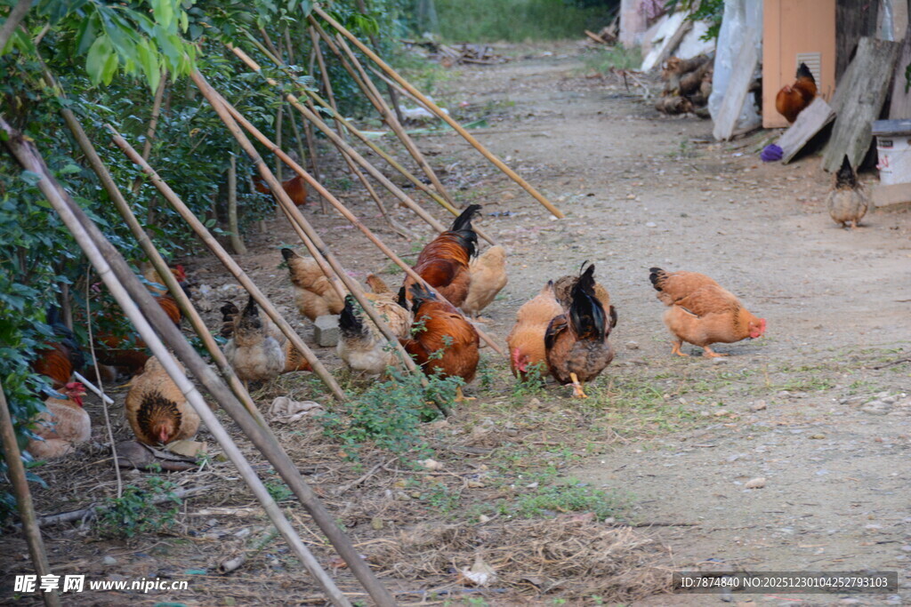 乡村小道上的散养鸡群