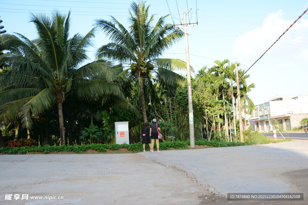 热带街道旁的高大椰子树