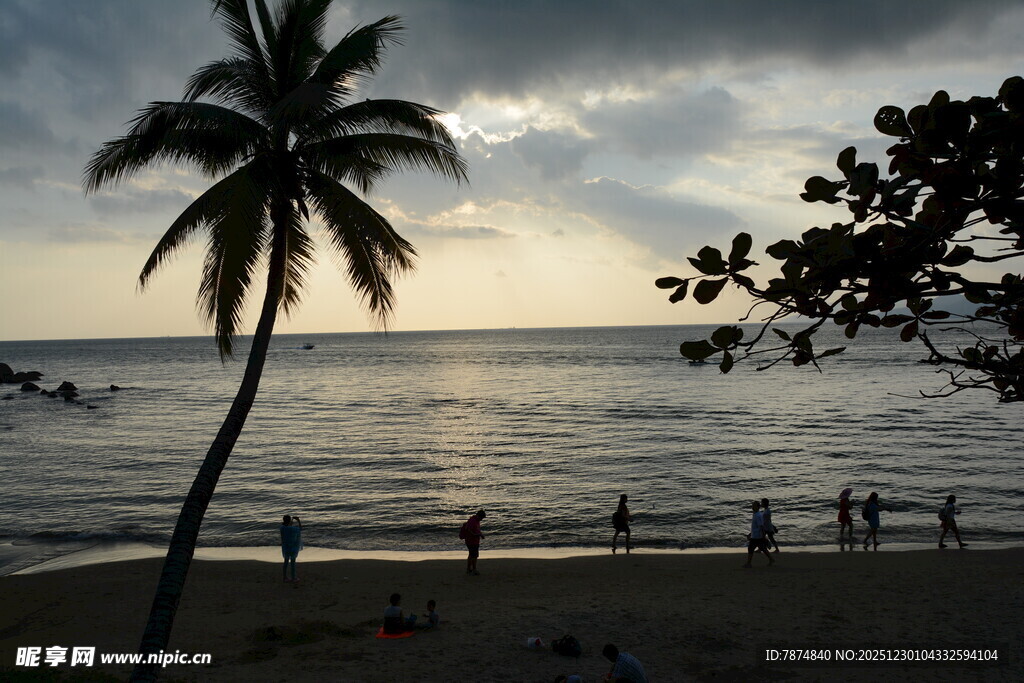 黄昏下的海边椰树美景