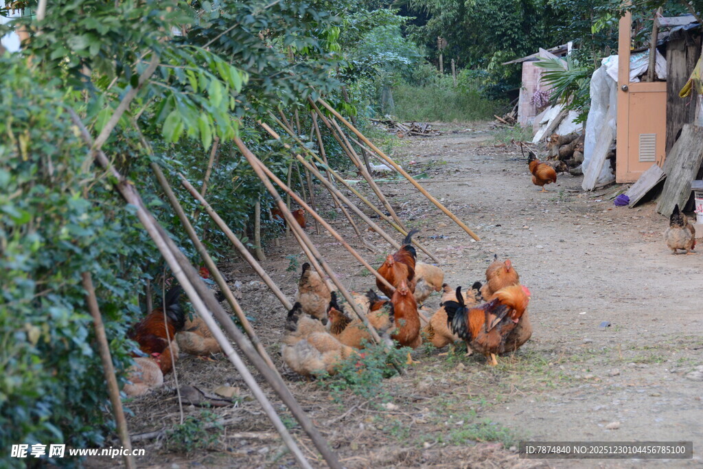 乡村小道上的觅食鸡群