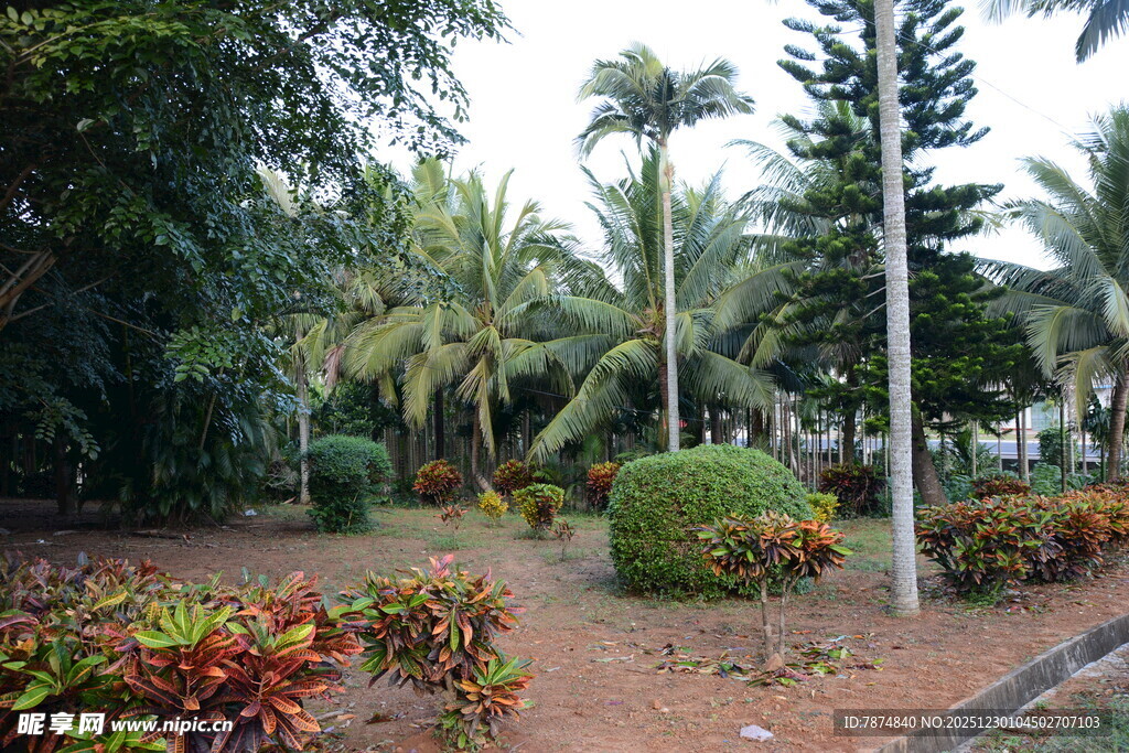热带园林景观绿植美景