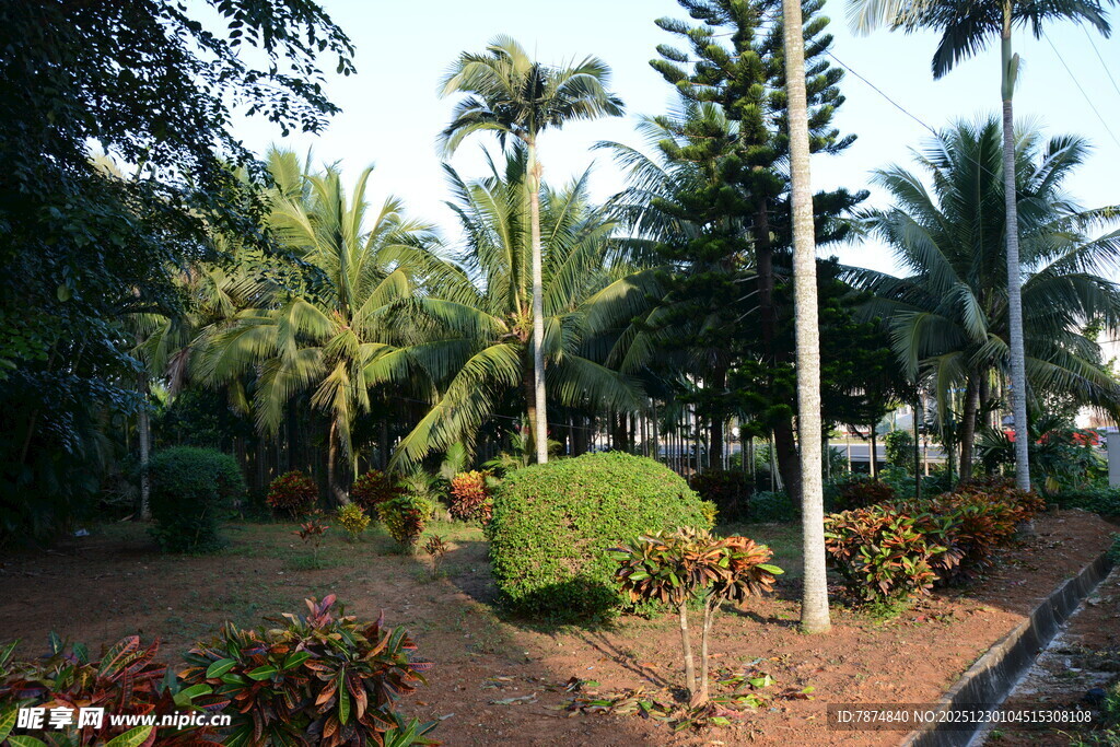热带园林景观 绿植繁茂