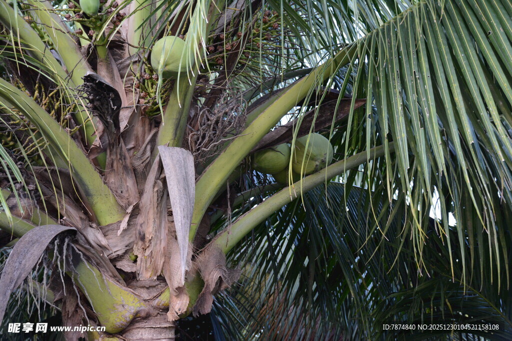 棕榈树树干及繁茂枝叶