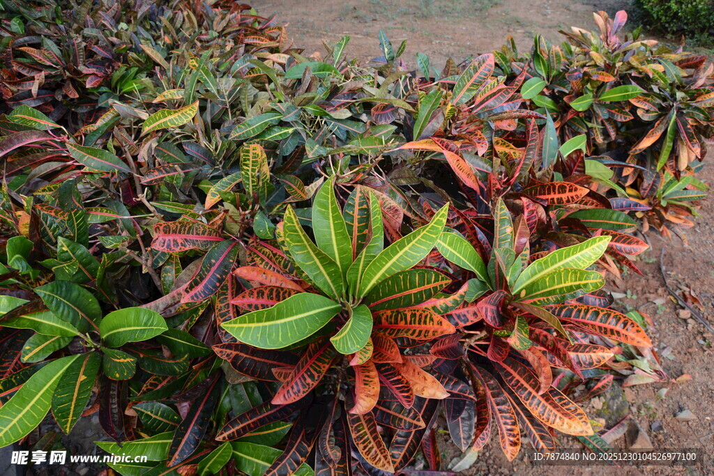 多彩叶片植物景观