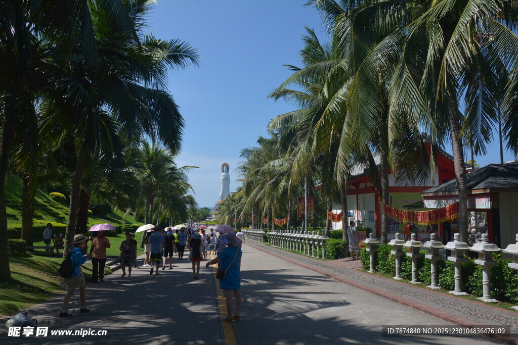 椰树下的休闲漫步之路