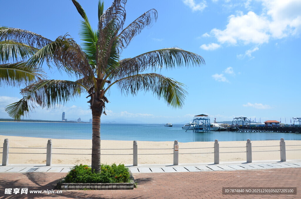 海滨椰树旁的美丽风景