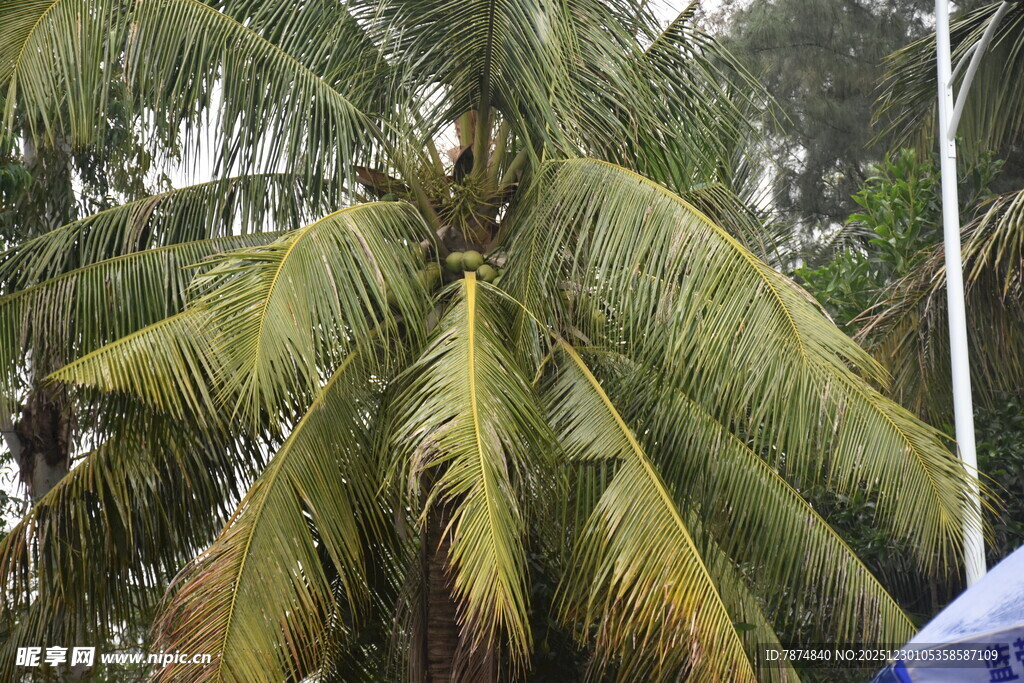 茂盛的椰子树