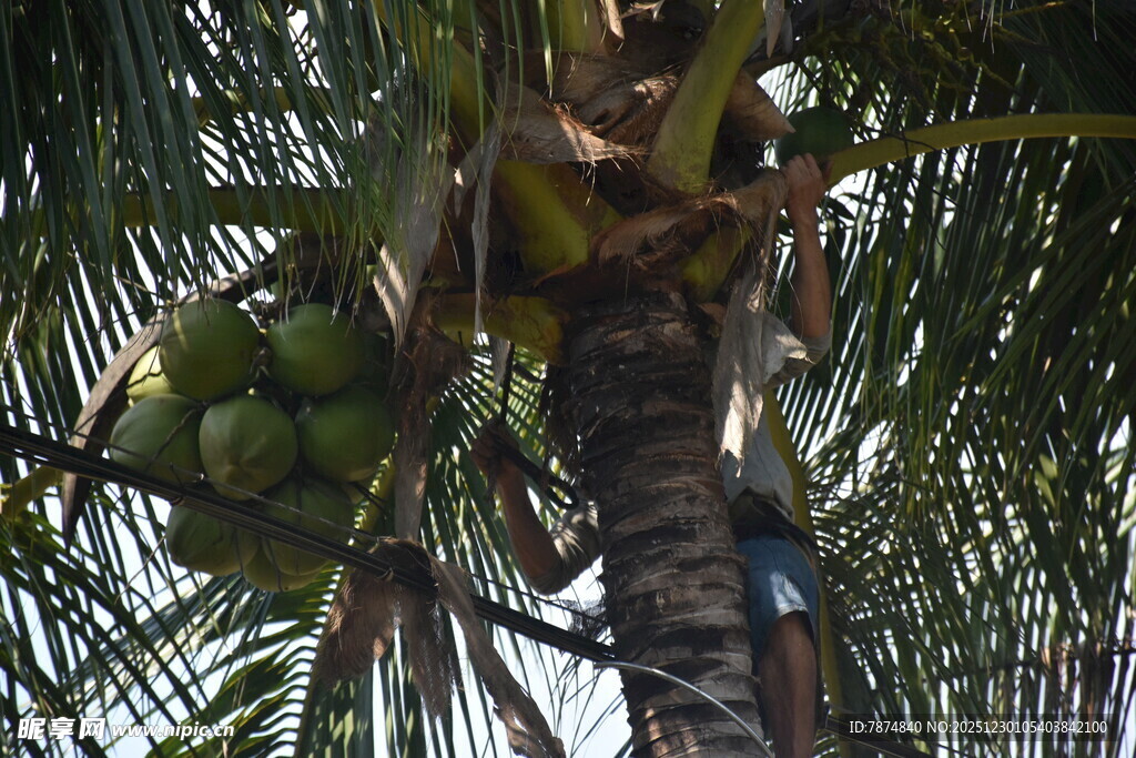 工人树上采摘椰子