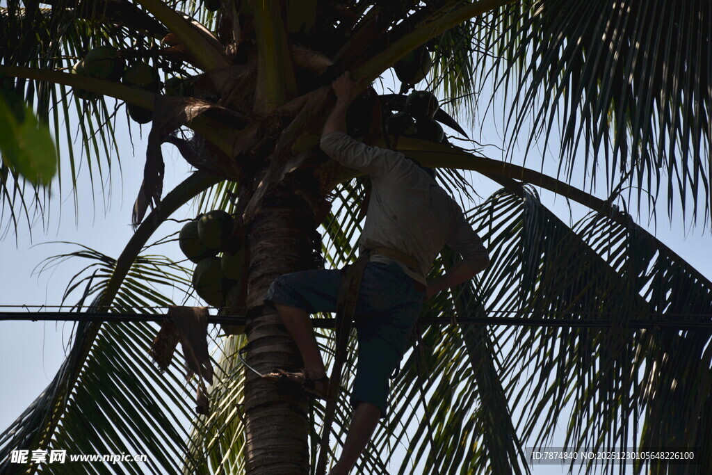 工人攀爬椰子树作业