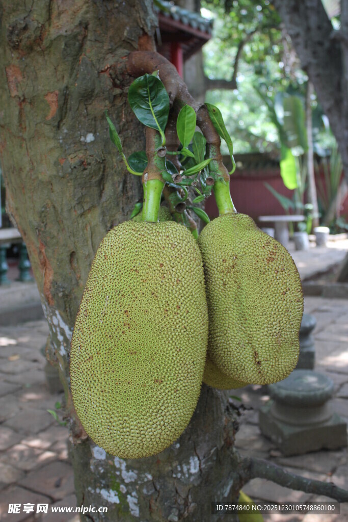 树上挂着的两个大菠萝蜜