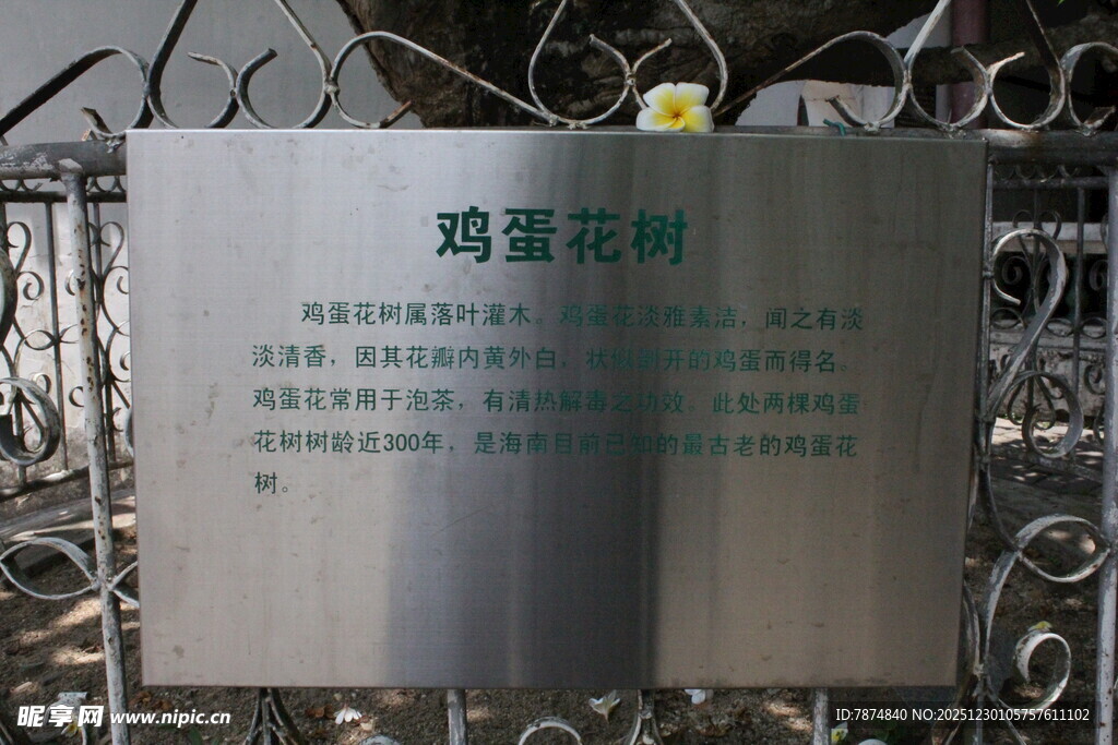 鸡蛋花树标识牌