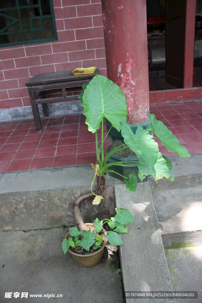 庭院角落的绿植盆栽