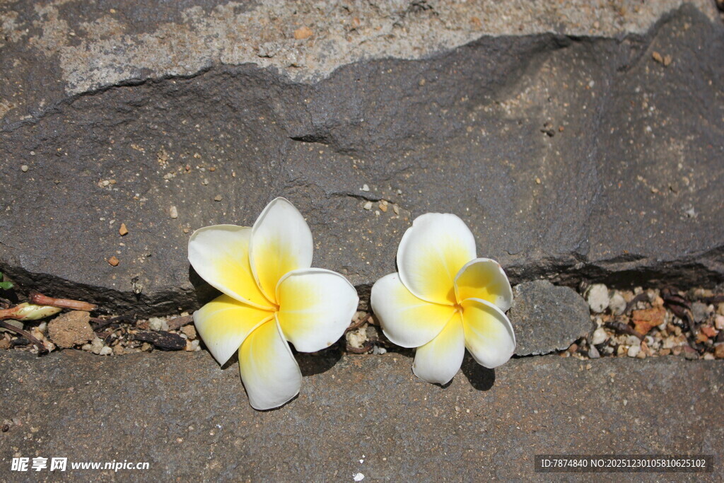石缝中的两朵鸡蛋花