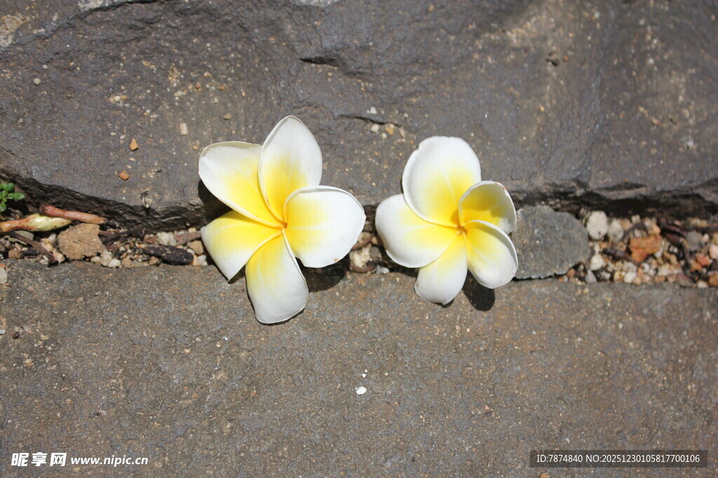 两朵鸡蛋花置于石板上