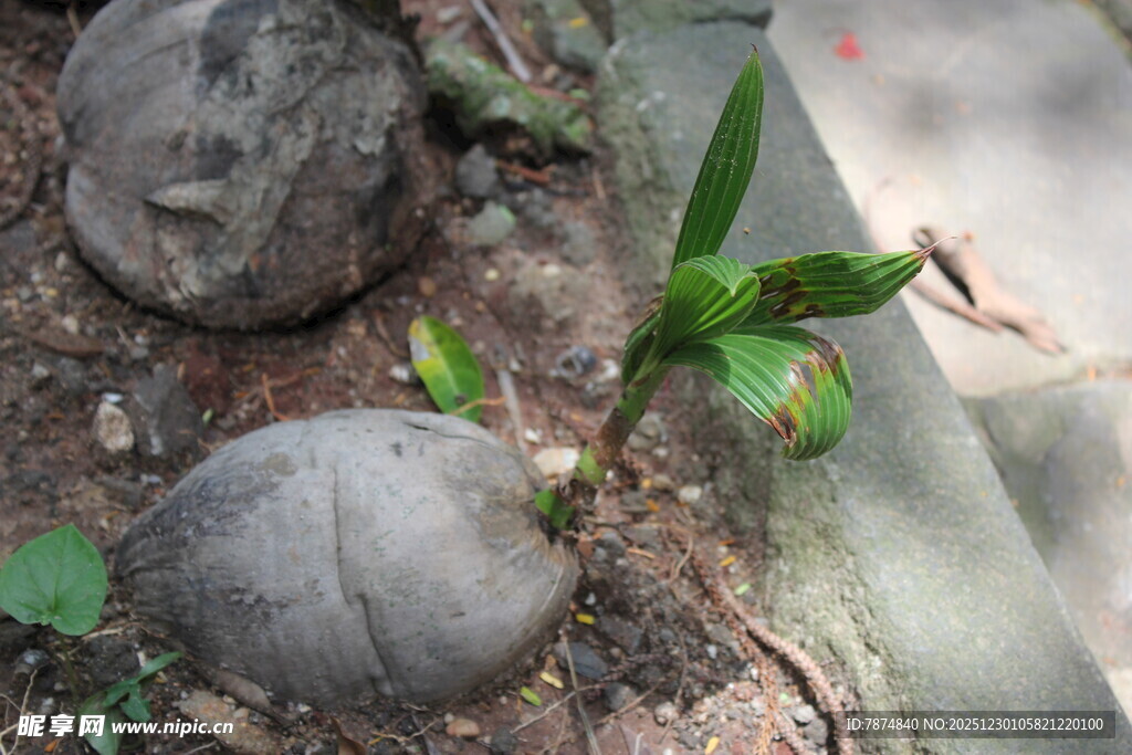 石缝中生长的嫩绿植物