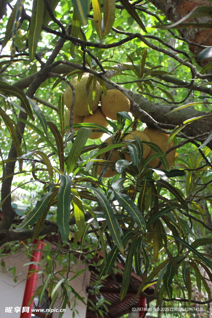 繁茂枝叶遮蔽下的景象