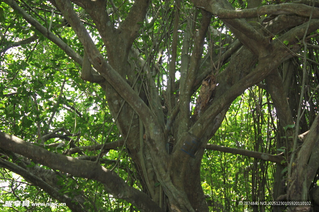 古老繁茂的大树