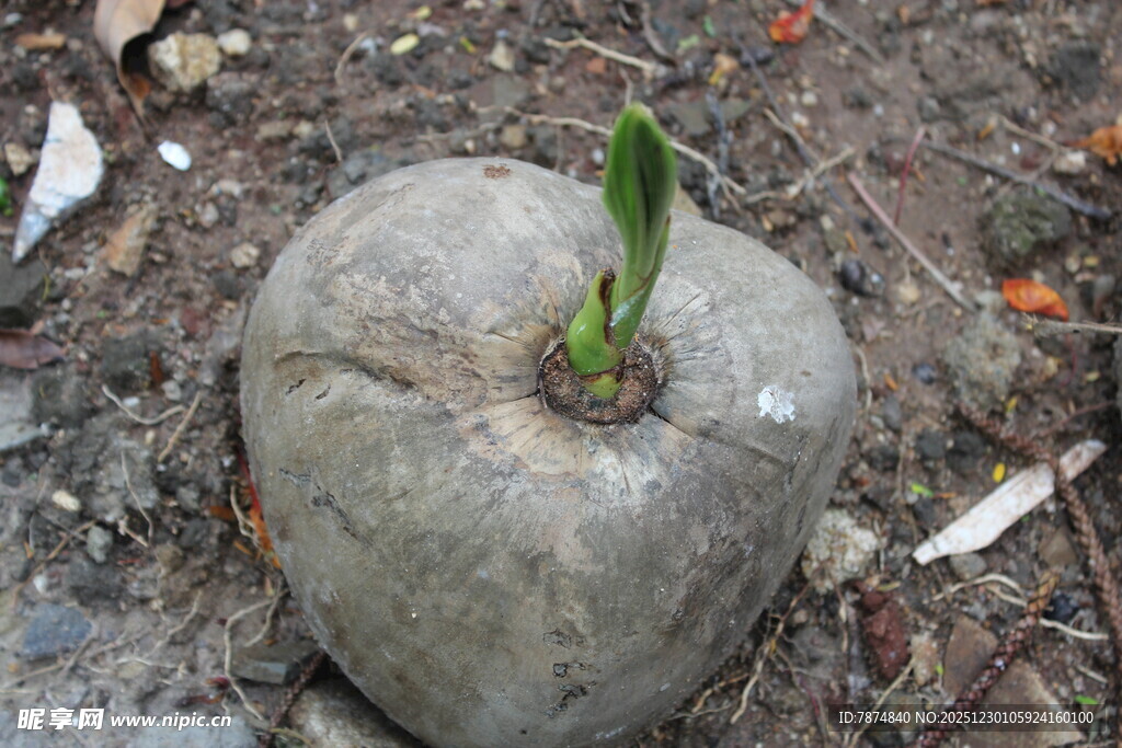 萌芽的生命奇迹