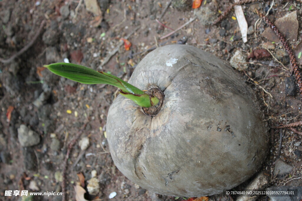 发芽的椰子