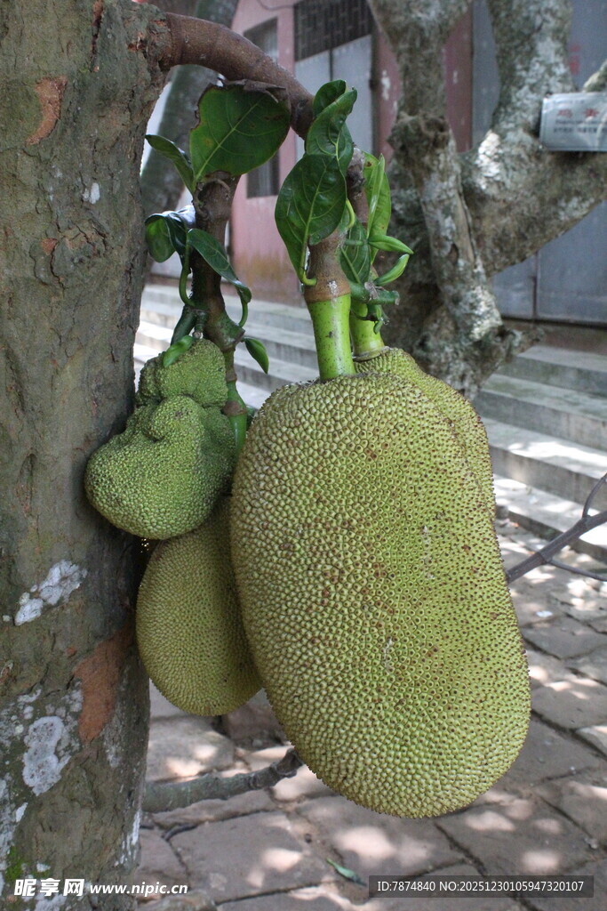 树上的硕大菠萝蜜果实