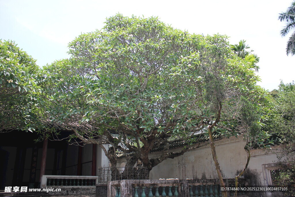 古树下的老旧建筑