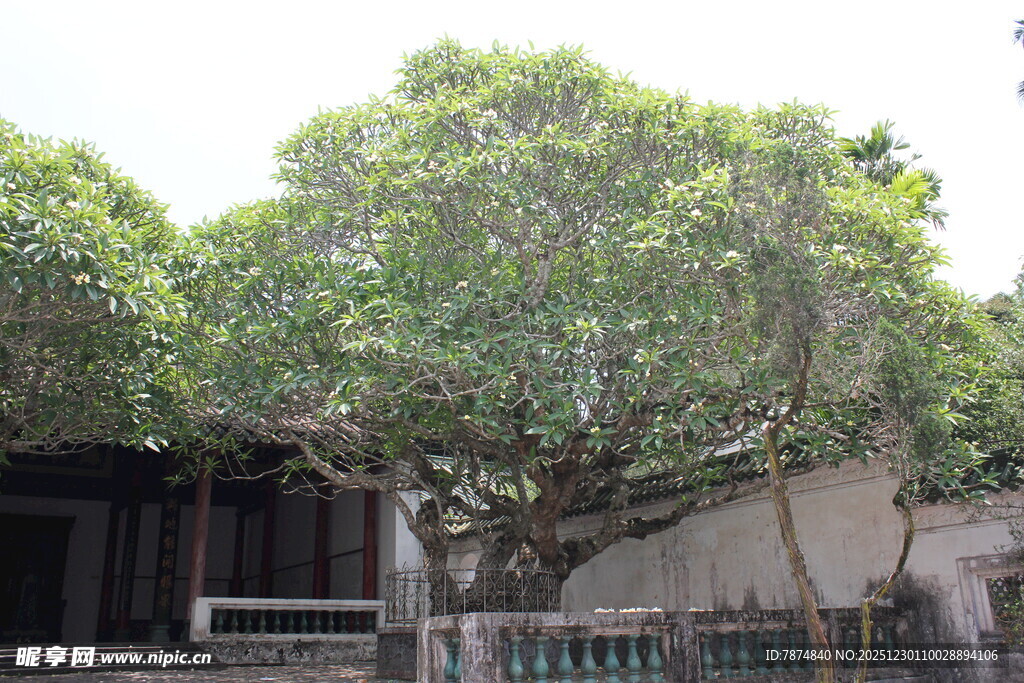 古老大树倚傍陈旧建筑