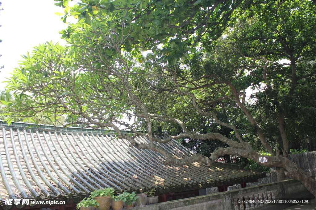 古建旁繁茂大树景观