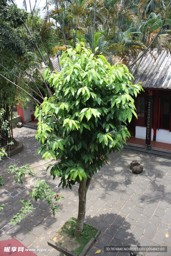 庭院中的翠绿小树