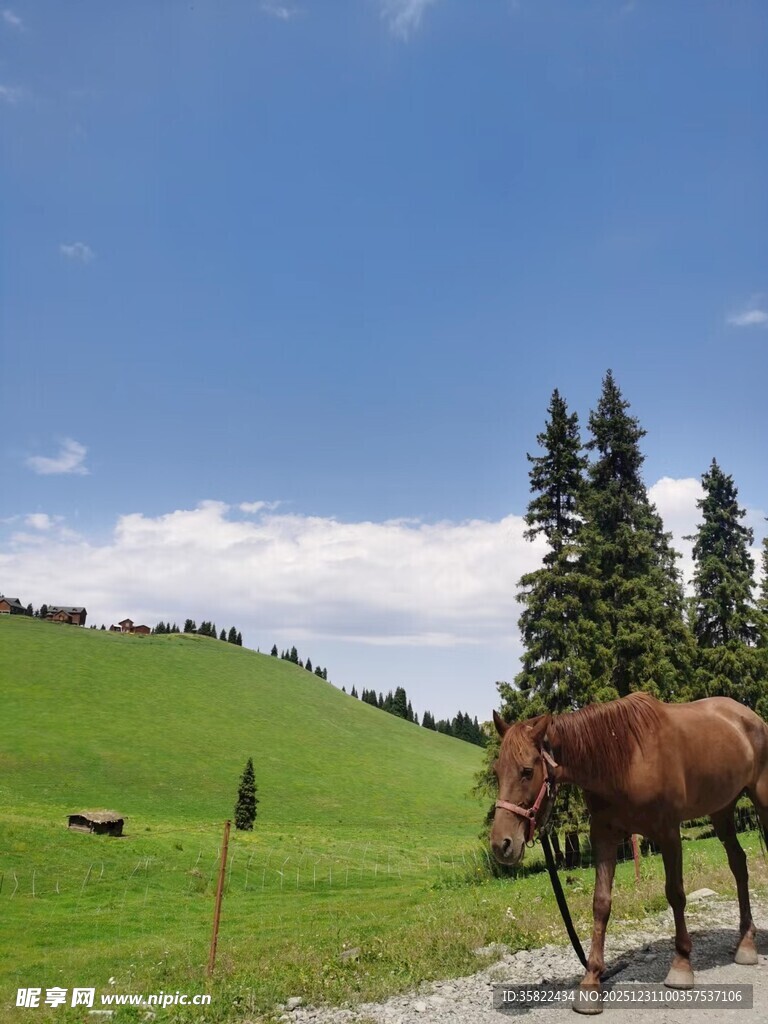 草原骏马悠然伫立