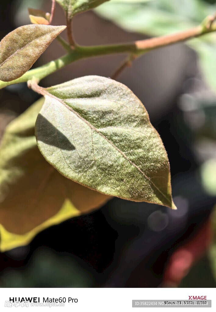特写 黄绿相间的植物叶片